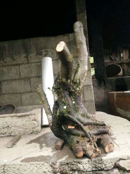 火棘下山桩老桩的设计图 怎么样 图片