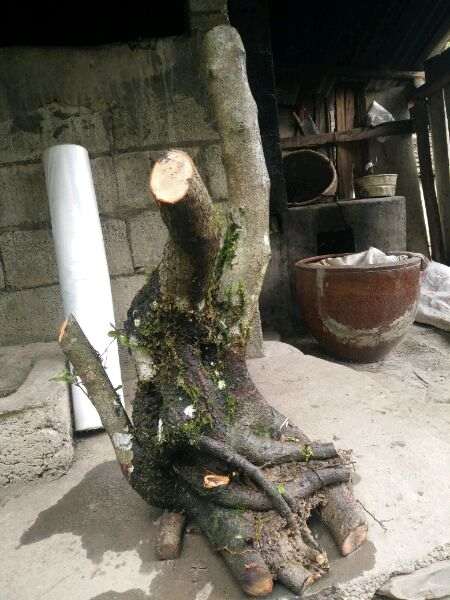 火棘下山桩老桩的设计图 怎么样 图片