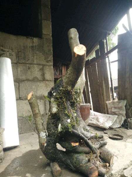 火棘下山桩老桩的设计图 怎么样 图片