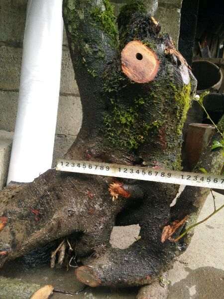 火棘下山桩老桩的设计图 怎么样 图片