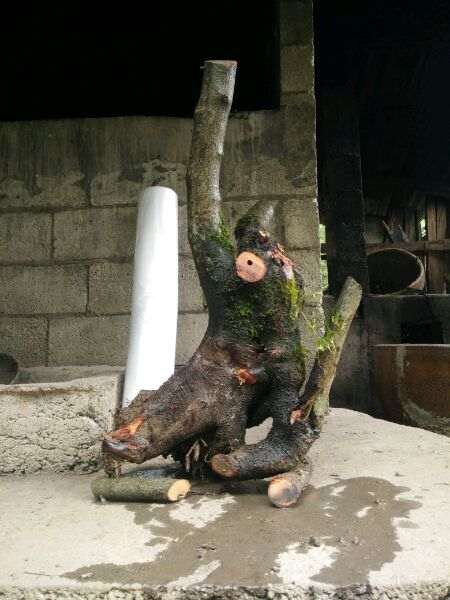 火棘下山桩老桩的设计图 怎么样 图片