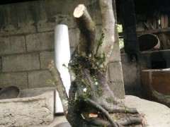 火棘下山桩老桩的设计图 可以吗 图片