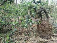 怎么整理提根火棘下山桩的方法 图片