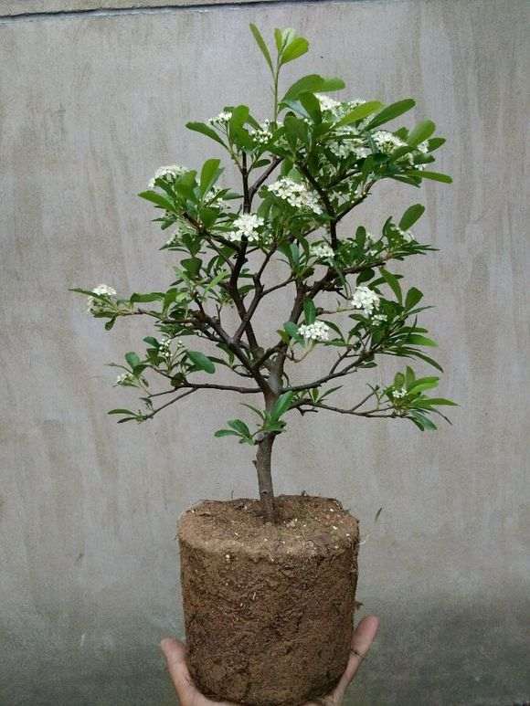 为什么广东可以种植火棘下山桩 图片