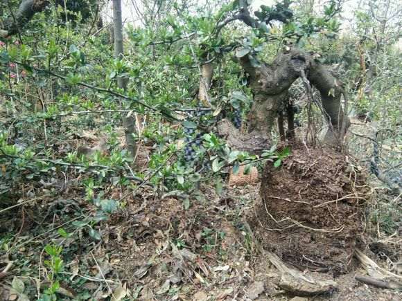 为什么广东可以种植火棘下山桩 图片