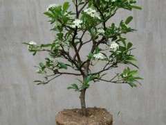 为什么广东可以种植火棘下山桩 图片