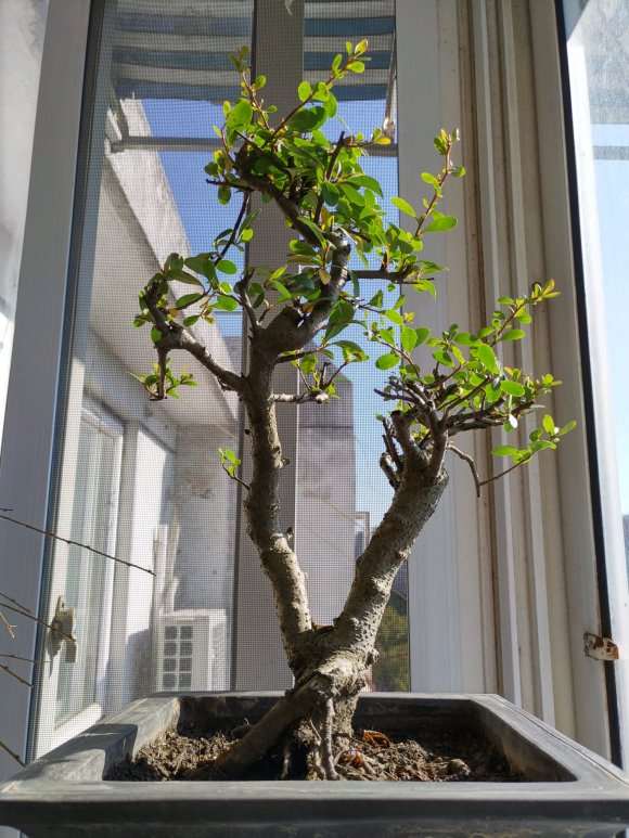 为什么造型好的火棘下山桩 很少有