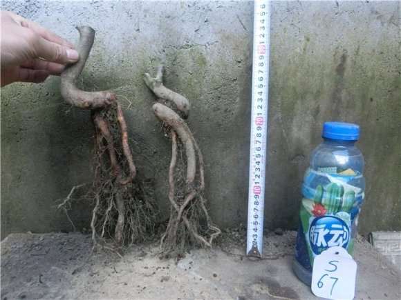 为什么造型好的火棘下山桩 很少有