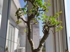 为什么造型好的火棘下山桩 很少有