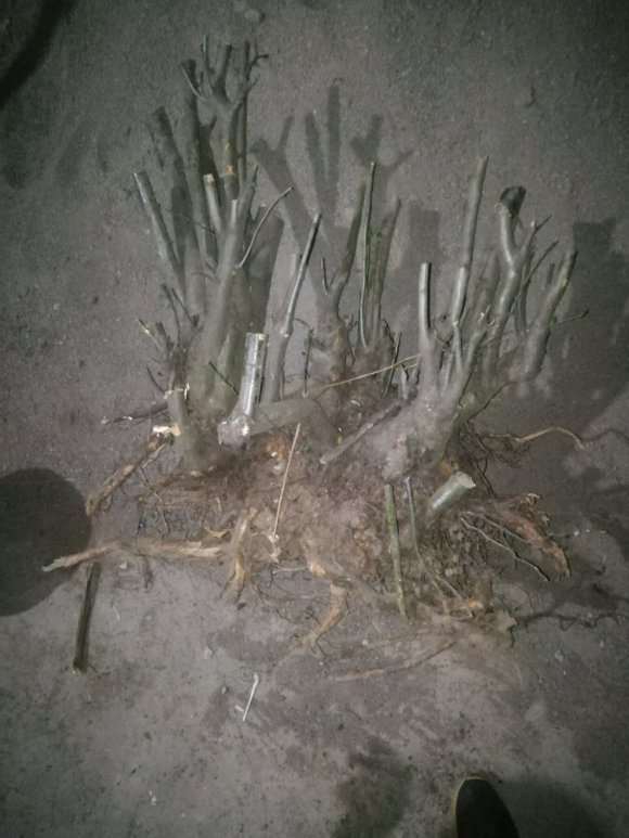 大货火棘下山桩怎么造型的方法 图片