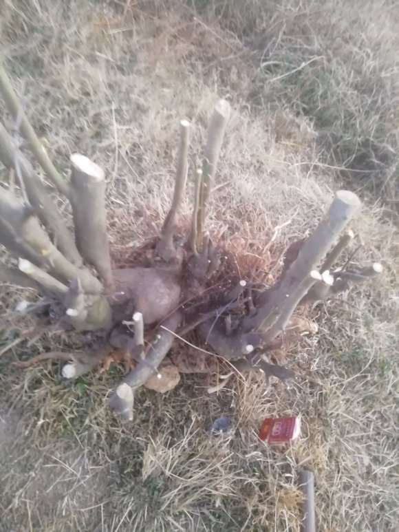 大货火棘下山桩怎么造型的方法 图片