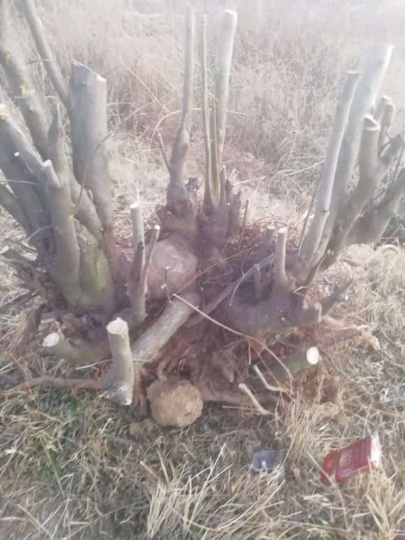 大货火棘下山桩怎么造型的方法 图片