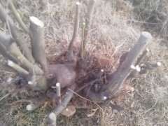 大货火棘下山桩怎么造型的方法 图片