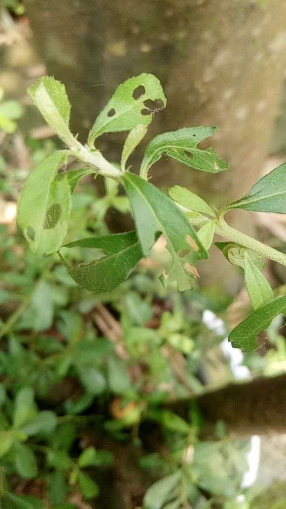 火棘下山桩叶子有虫眼 怎么办 图片