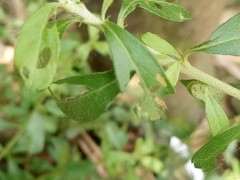 火棘下山桩叶子有虫眼 怎么办 图片