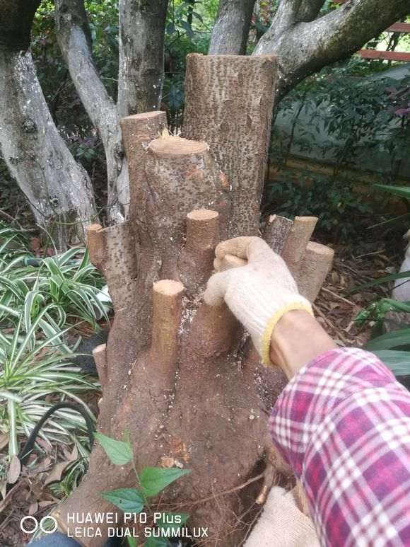 直经50的火棘矮霸下山桩 怎么样 图片