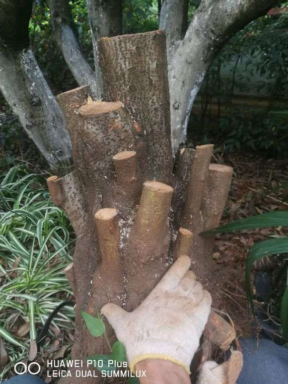 直经50的火棘矮霸下山桩 怎么样 图片