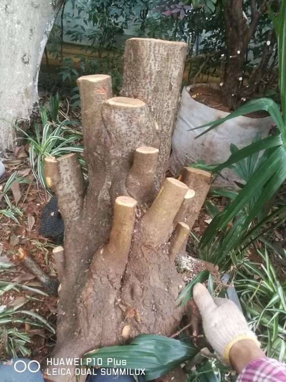 直经50的火棘矮霸下山桩 怎么样 图片