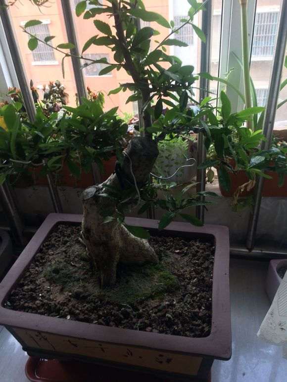 火棘下山桩主枝太直 拿弯很难 怎么办