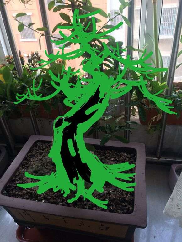 火棘下山桩主枝太直 拿弯很难 怎么办