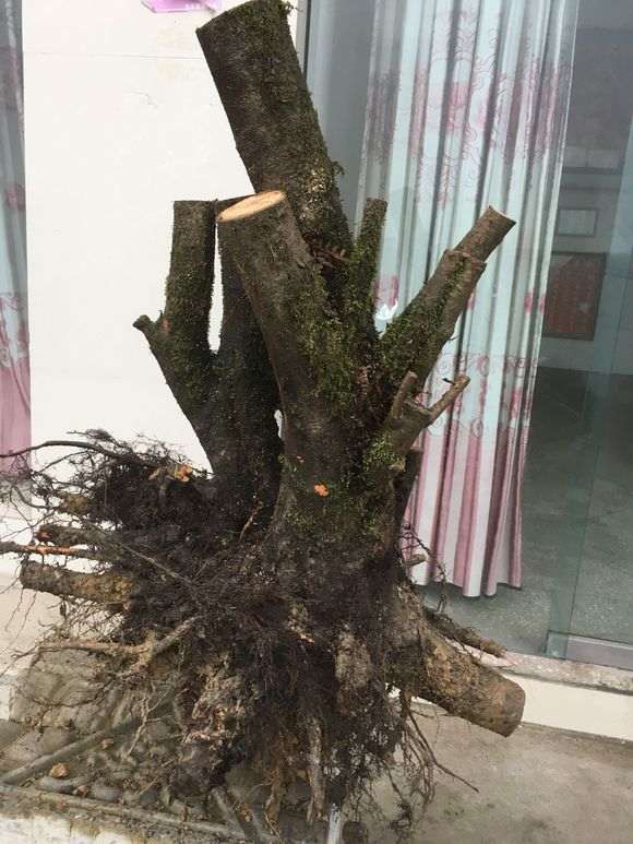 极品火棘下山桩矮霸老桩 怎么样 图片