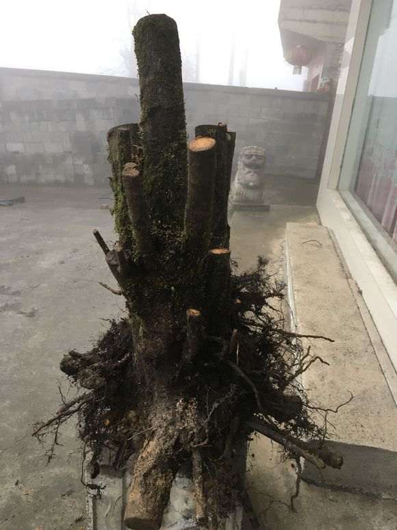 极品火棘下山桩矮霸老桩 怎么样 图片