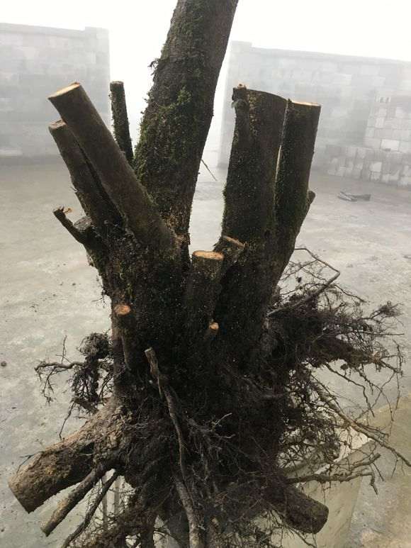 极品火棘下山桩矮霸老桩 怎么样 图片