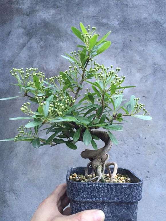 火棘下山桩满树的花 怎么样 漂亮吗