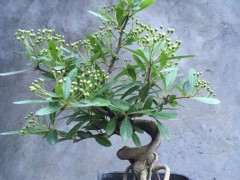 火棘下山桩满树的花 可以吗 漂亮吗