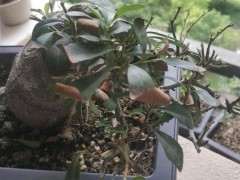 火棘下山桩黑尖 落叶 什么原因 图片