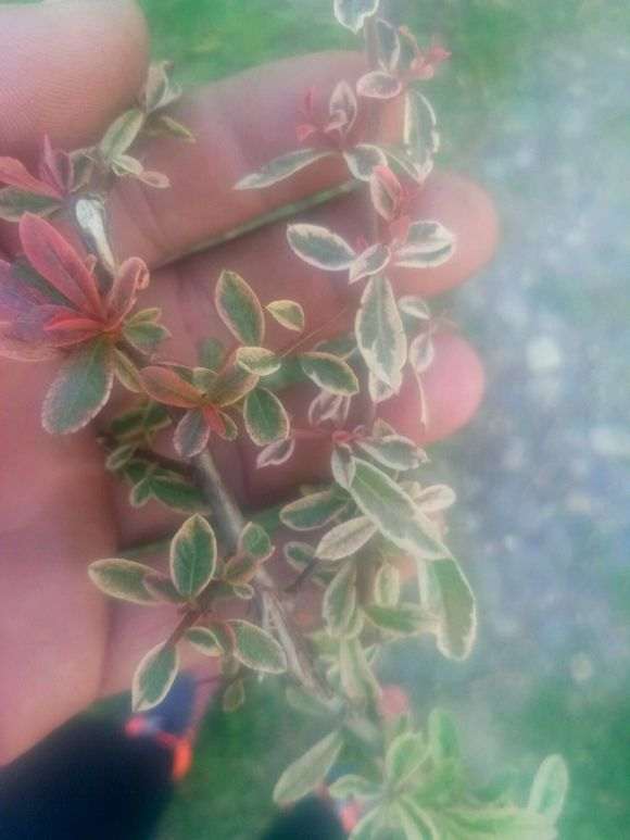 花叶火棘下山桩 80元 贵吗 图片