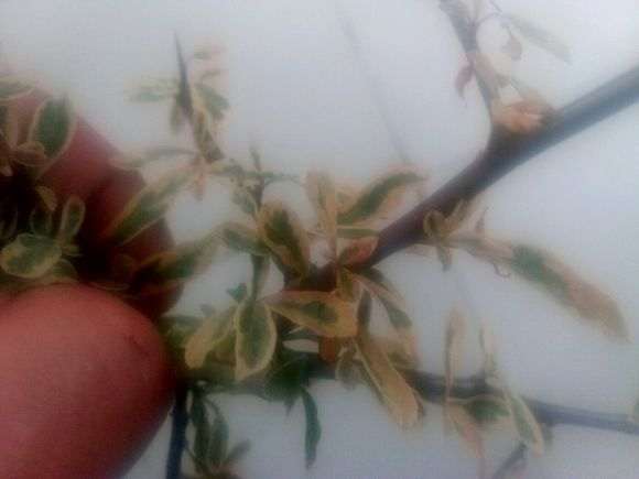 花叶火棘下山桩 80元 贵吗 图片