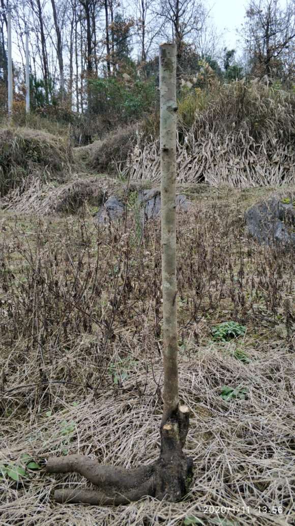 直杆火棘下山桩 设计图 怎么样 图片