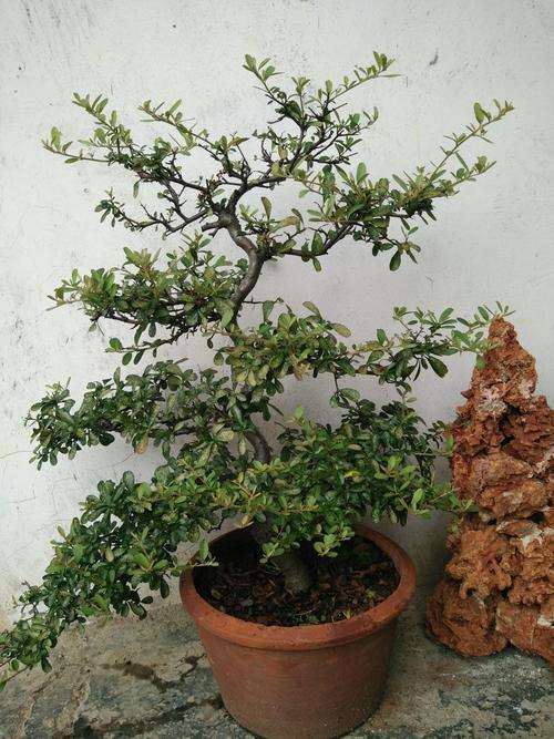 火棘下山桩分公母吗 怎么区分 图片