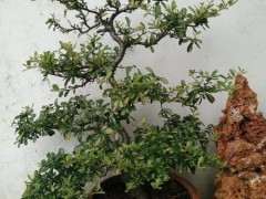 火棘下山桩分公母吗 怎么区分 图片