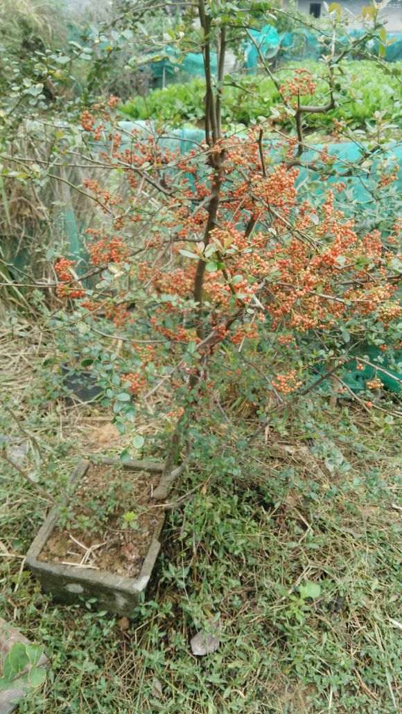为什么火棘下山桩 今年才开花结果 图片