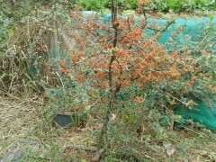 为什么火棘下山桩 今年才开花结果 图片