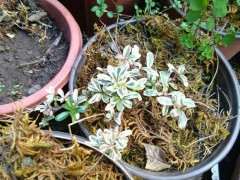 花叶火棘和窄叶火棘下山桩 有什么区别？