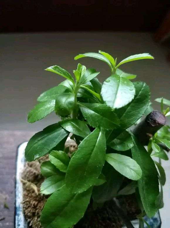 这是不是火棘下山桩 叶子有有分叉 图片