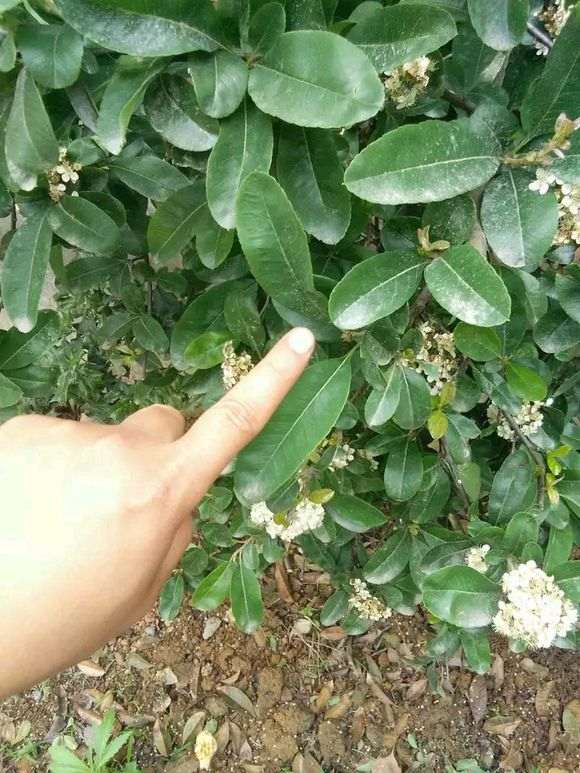 这是不是火棘下山桩 叶子有有分叉 图片