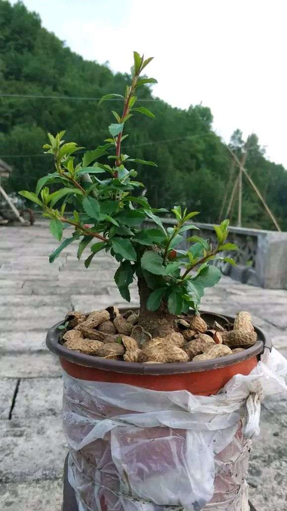 这是不是火棘下山桩 叶子有有分叉 图片