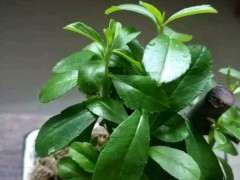 这是不是火棘下山桩 叶子有有分叉 图片