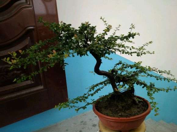 我的红果火棘下山桩 怎么样 图片