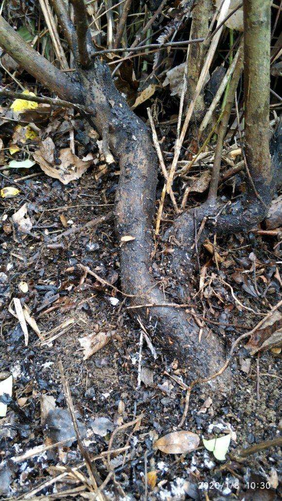 为什么火棘吧 全是下山桩交易 图片