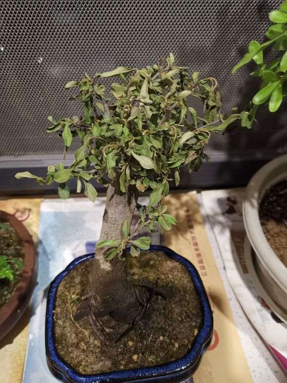 火棘下山桩叶子都干了 套袋放阴凉处