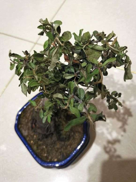 火棘下山桩还有救吗 叶子都干了 图片