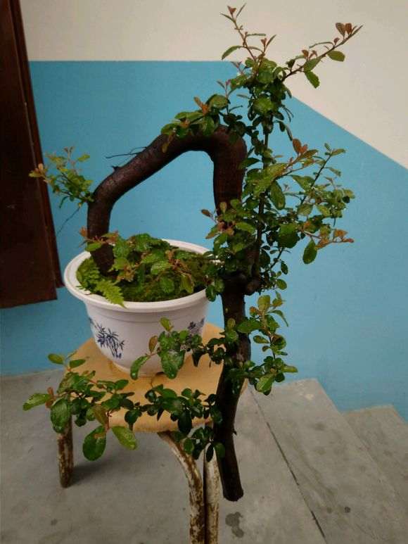 火棘下山桩还有救吗 叶子都干了 图片