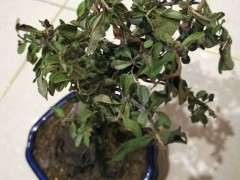 火棘下山桩叶子都干了 套袋放阴凉处