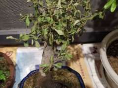 火棘下山桩杆插土里 结果成活了