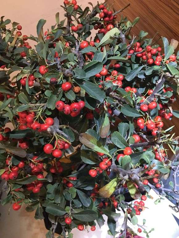 刚买的火棘下山桩 叶尖干枯 怎么办